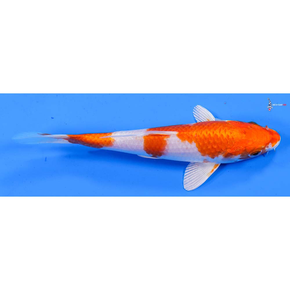 6.5” Imported Hariwake