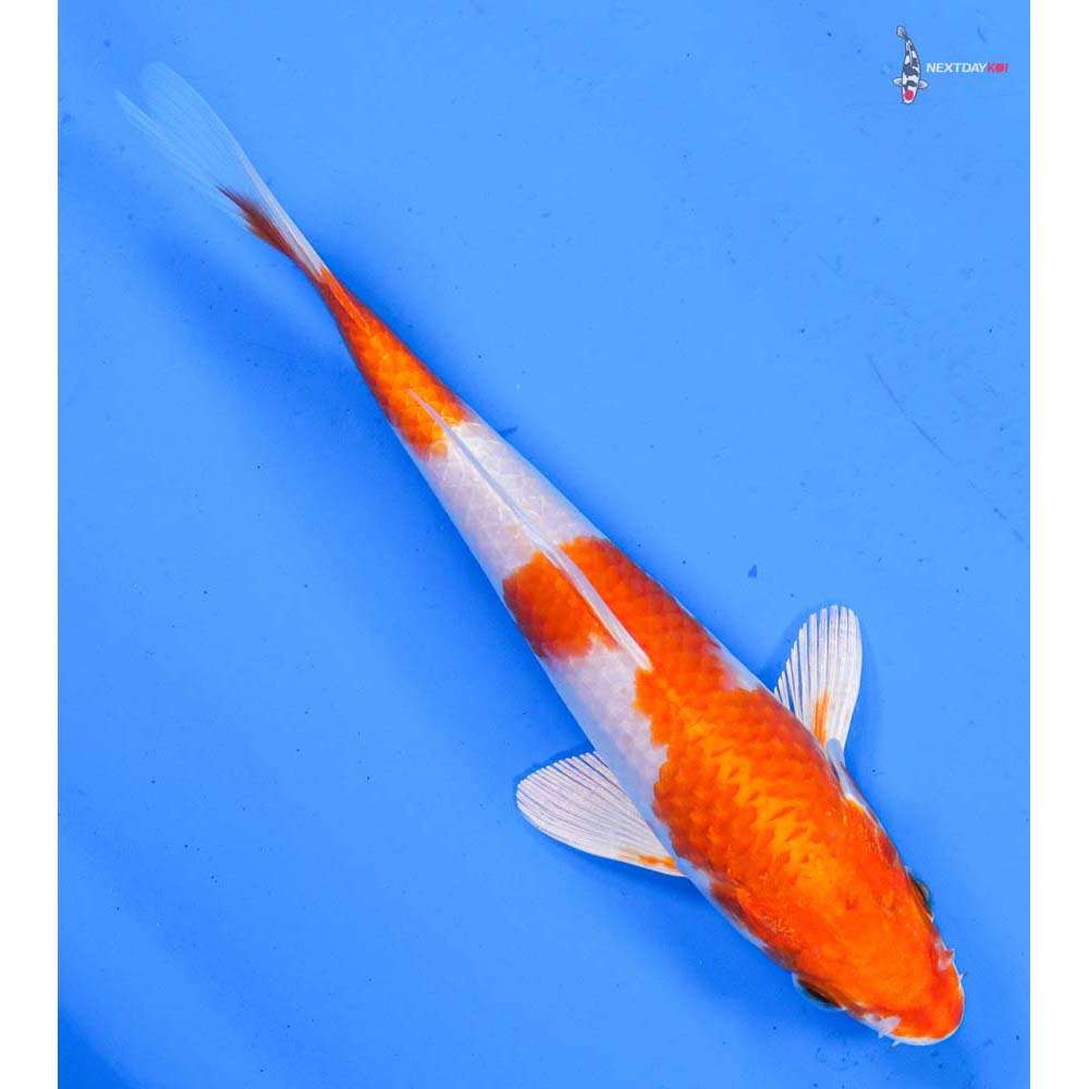 6.5” Imported Hariwake