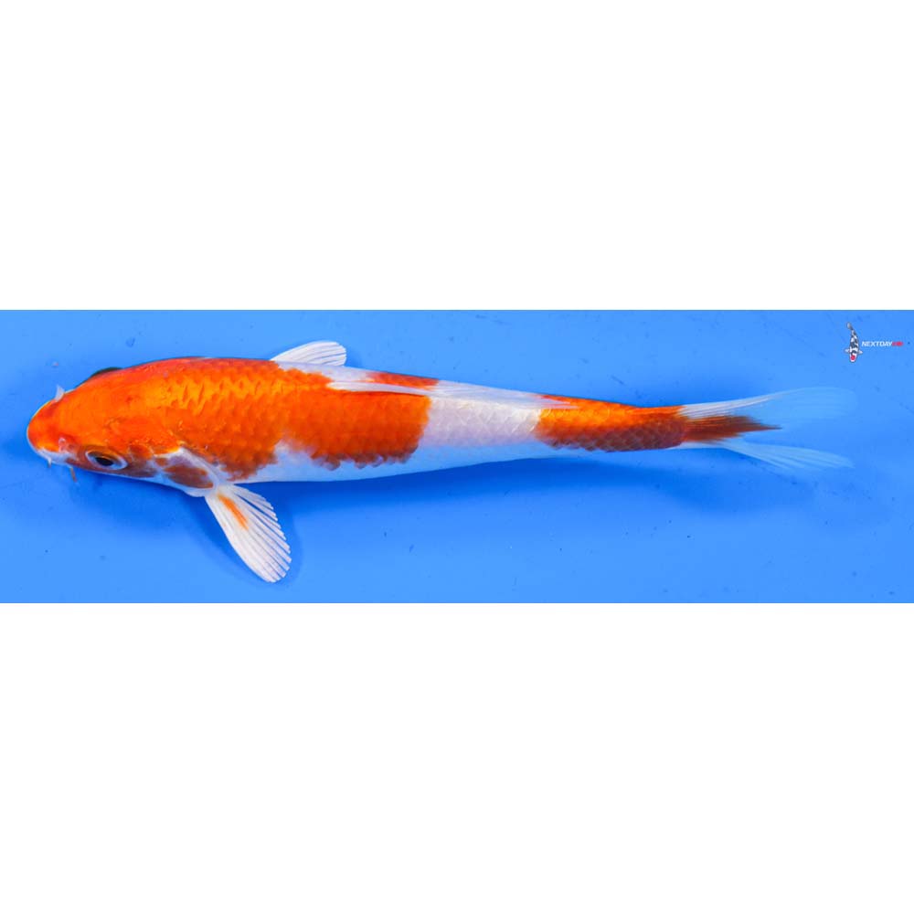 6.5” Imported Hariwake