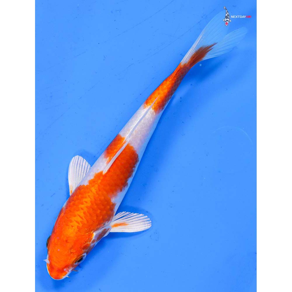 6.5” Imported Hariwake