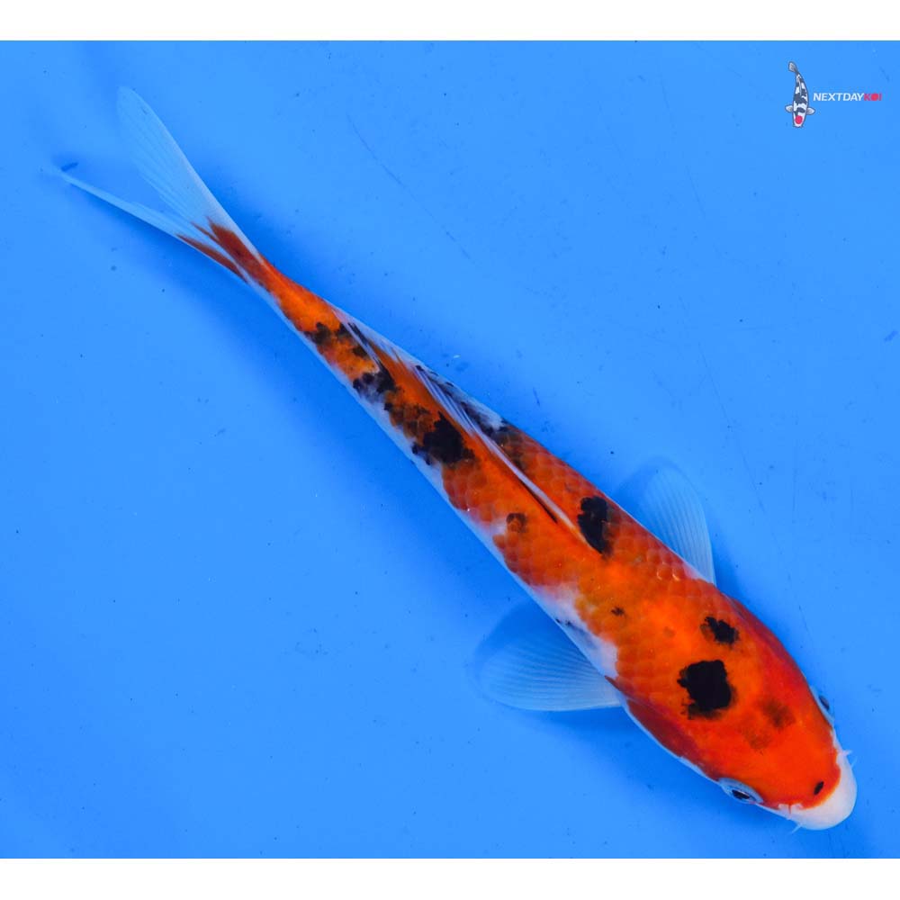7” Imported Sanke