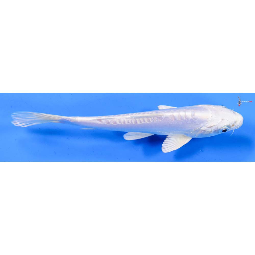 7” Imported Doitsu Platinum Ogon