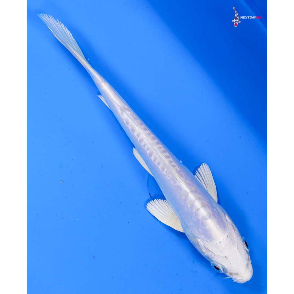 7” Imported Doitsu Platinum Ogon