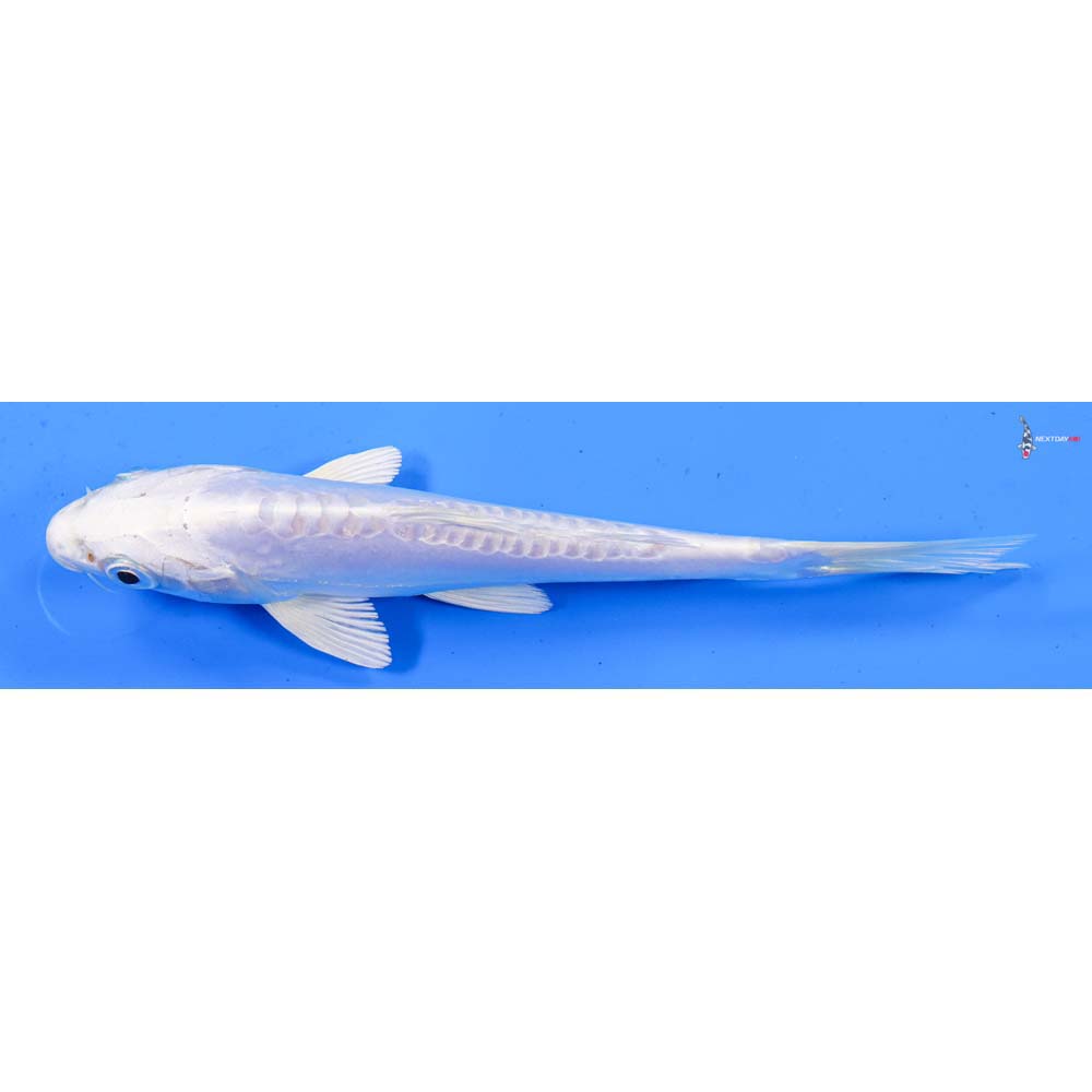 7” Imported Doitsu Platinum Ogon