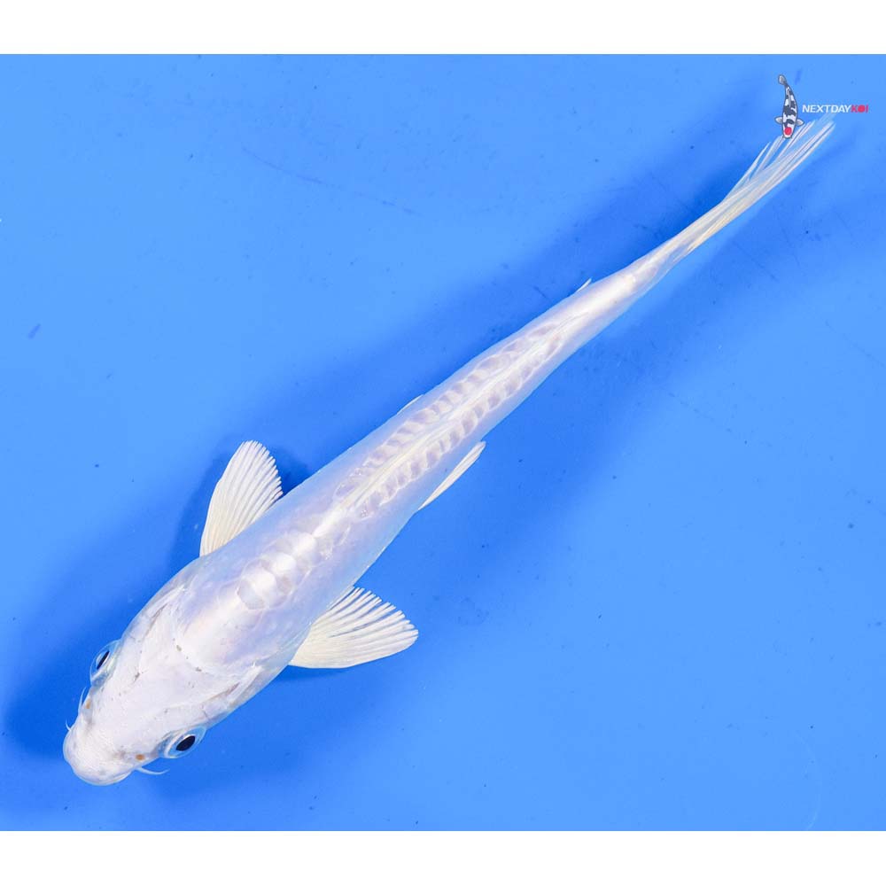 7” Imported Doitsu Platinum Ogon
