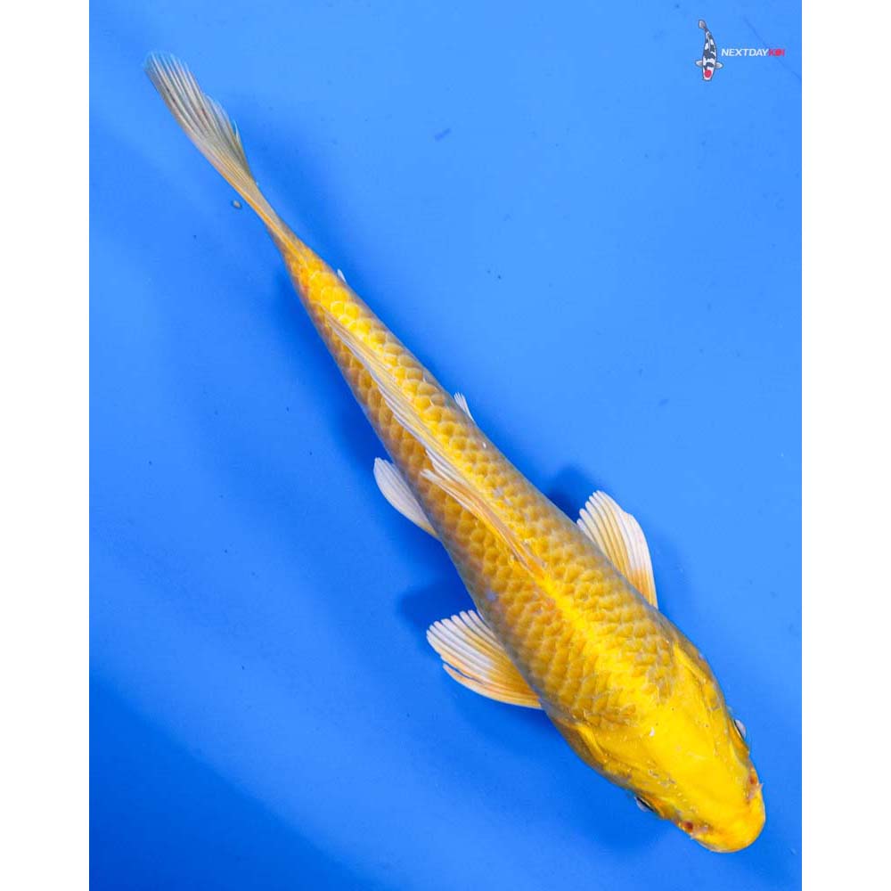 6” Imported Yamabuki Ogon