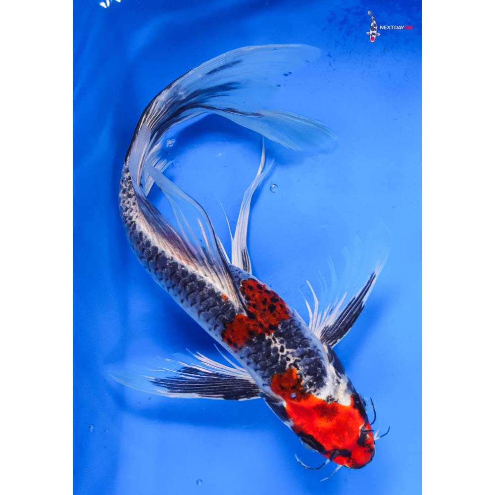 11” Imported Kujaku Butterfly Koi
