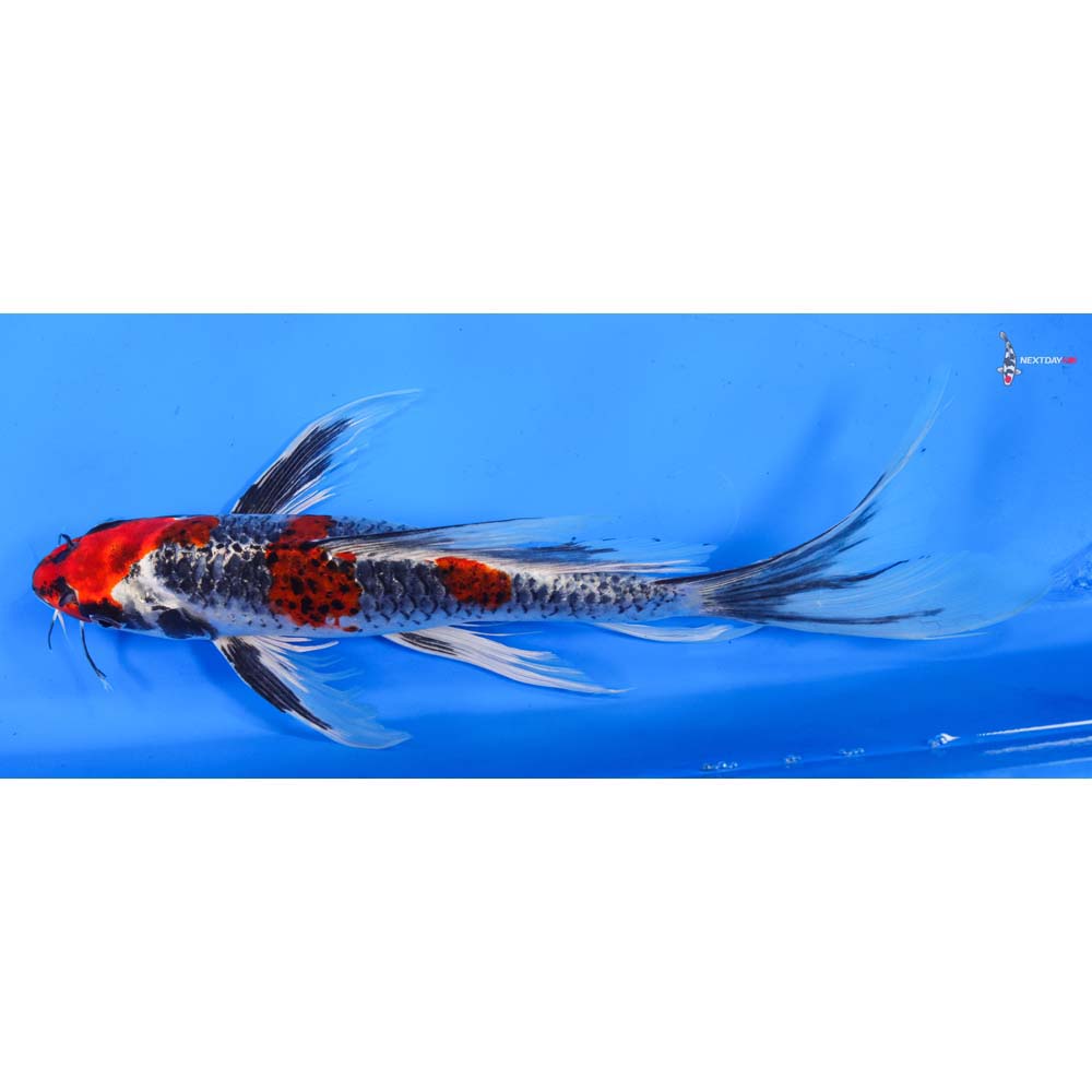 11” Imported Kujaku Butterfly Koi