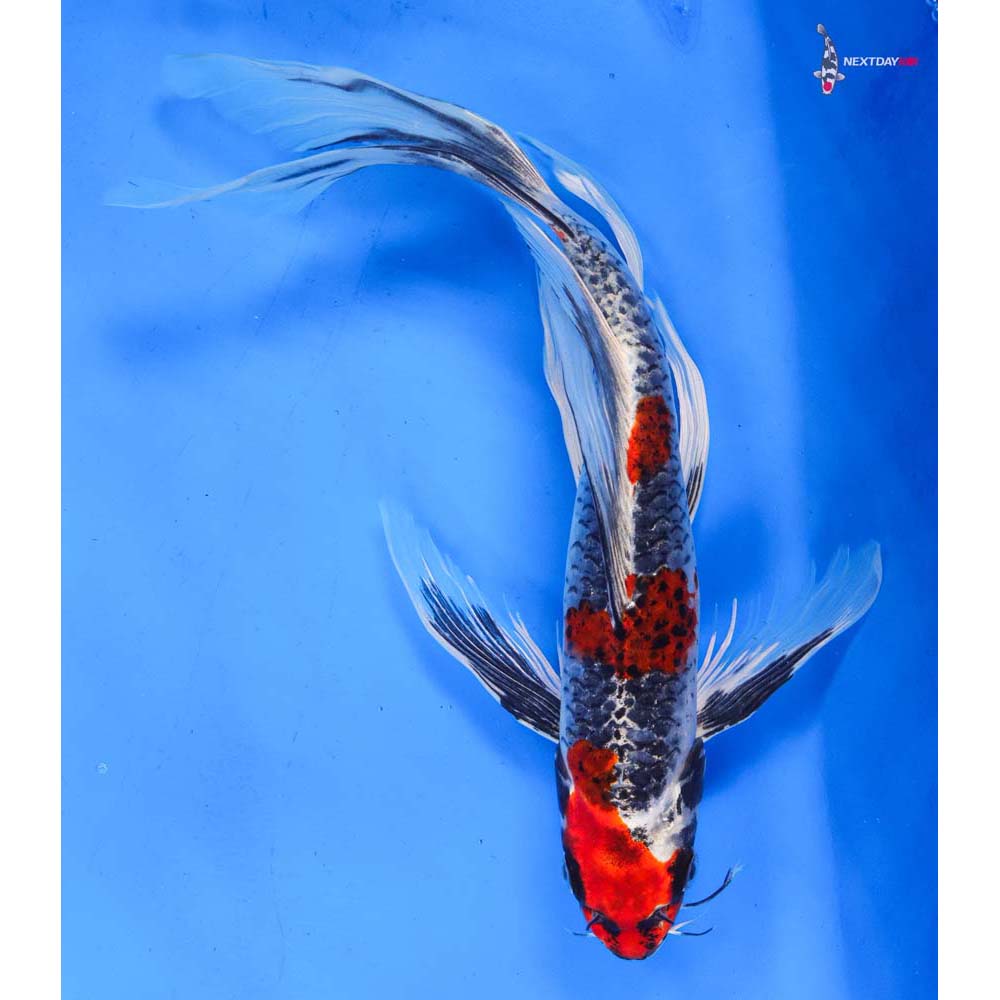 11” Imported Kujaku Butterfly Koi