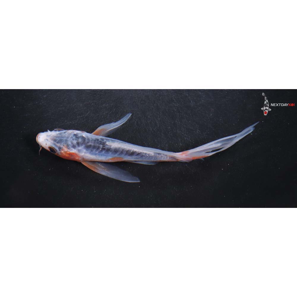 5.5” Imported Shusui Butterfly Koi
