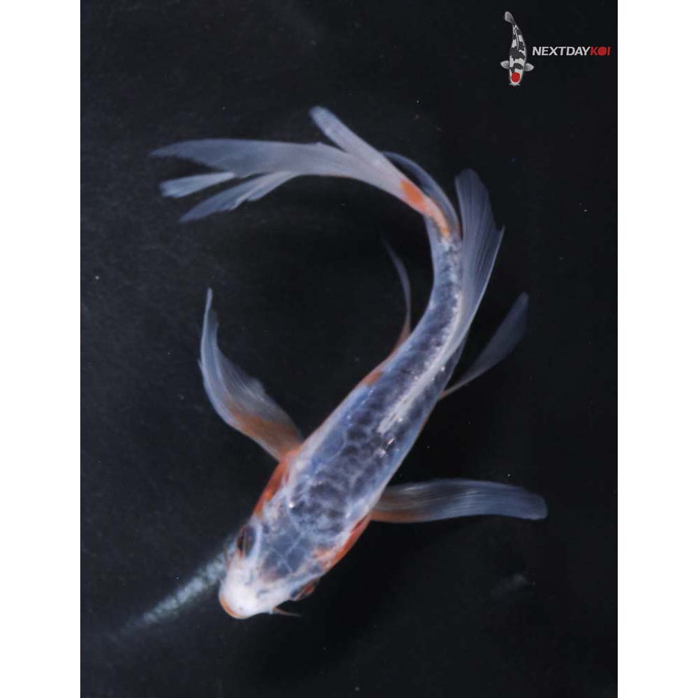 5.5” Imported Shusui Butterfly Koi