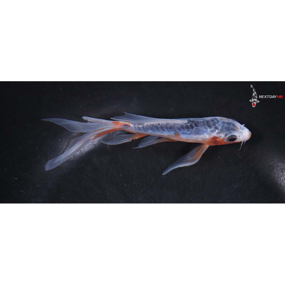 5.5” Imported Shusui Butterfly Koi