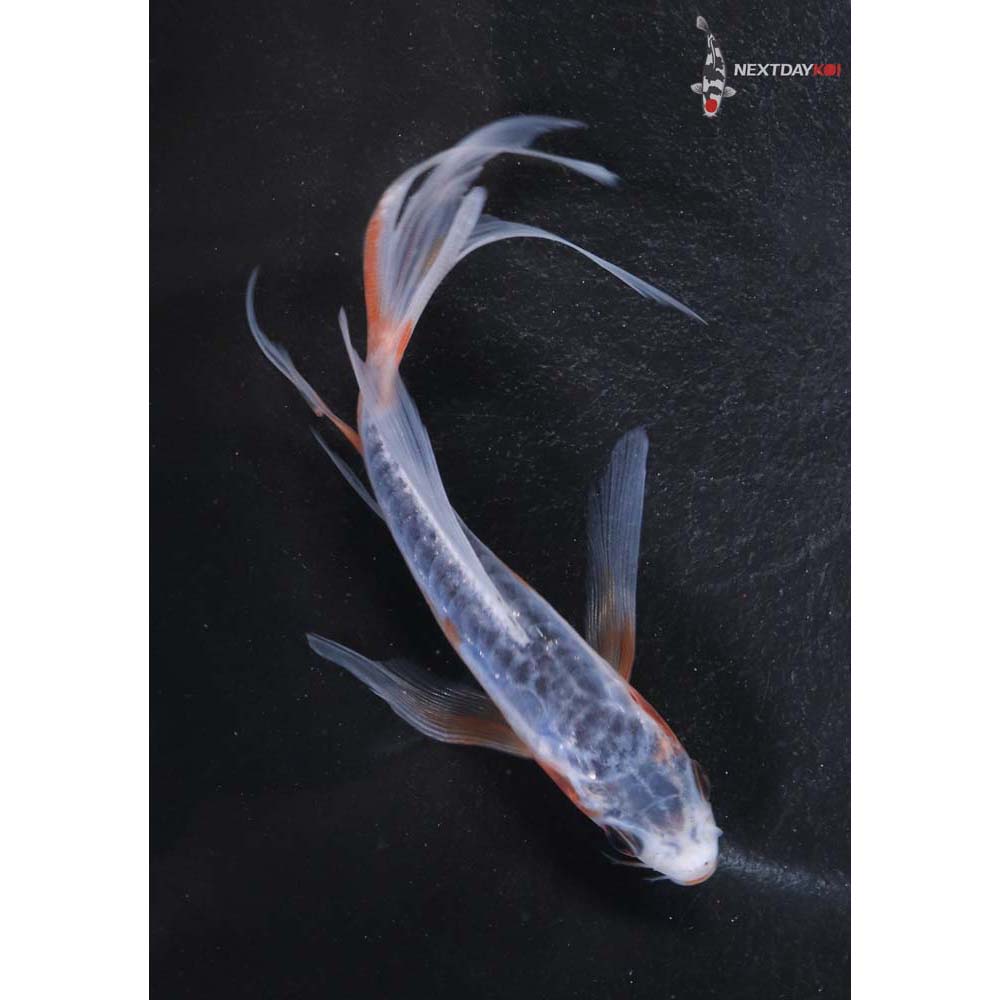 5.5” Imported Shusui Butterfly Koi