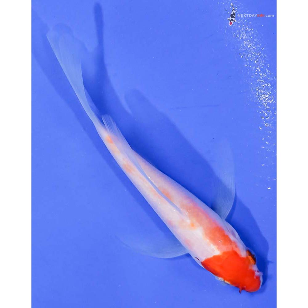 4” Imported Kohaku Butterfly Koi