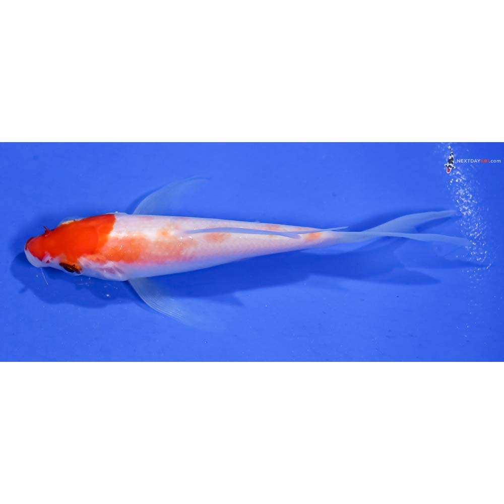4” Imported Kohaku Butterfly Koi