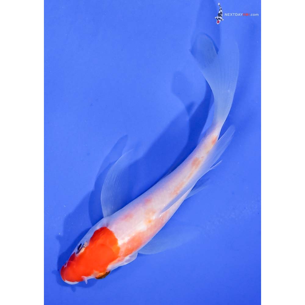 4” Imported Kohaku Butterfly Koi