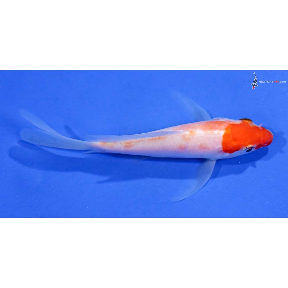 4” Imported Kohaku Butterfly Koi