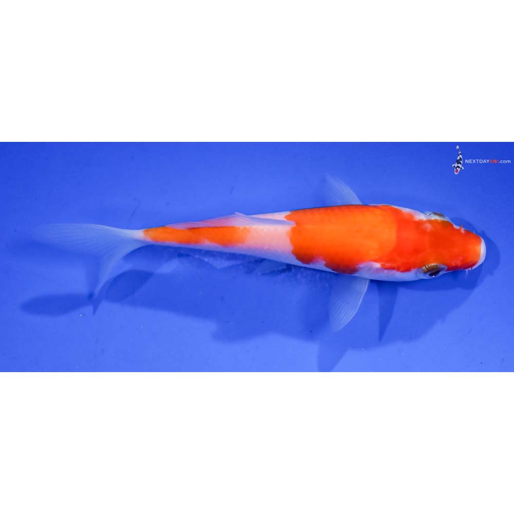 3.5” Imported Kohaku