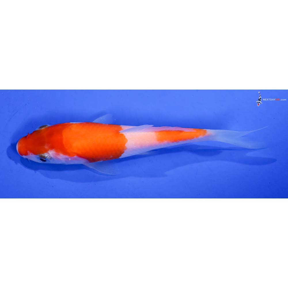 3.5” Imported Kohaku