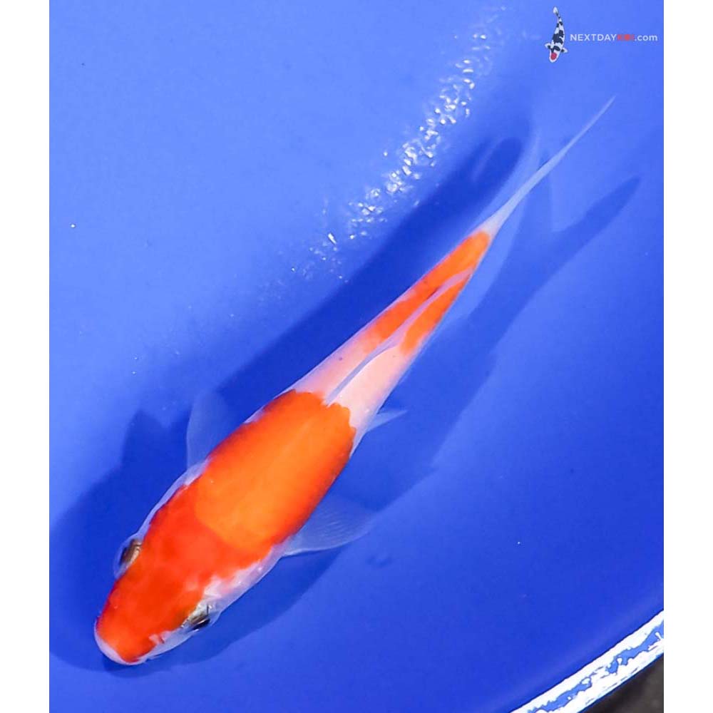 3.5” Imported Kohaku