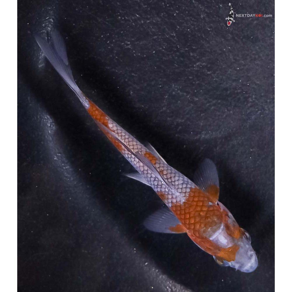 3.5” Imported Ochiba Shigure