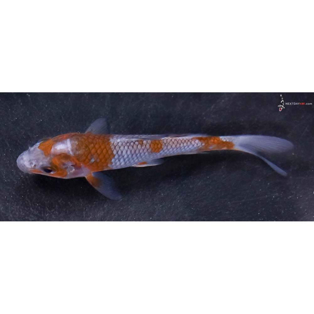 3.5” Imported Ochiba Shigure