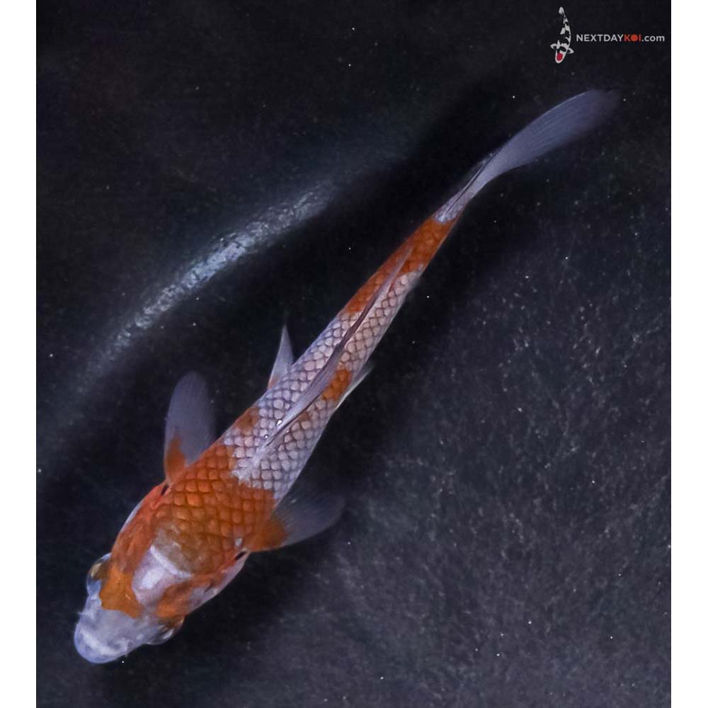 3.5” Imported Ochiba Shigure