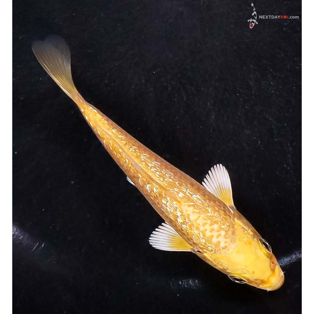 4” Imported Gin Rin Yamabuki Ogon