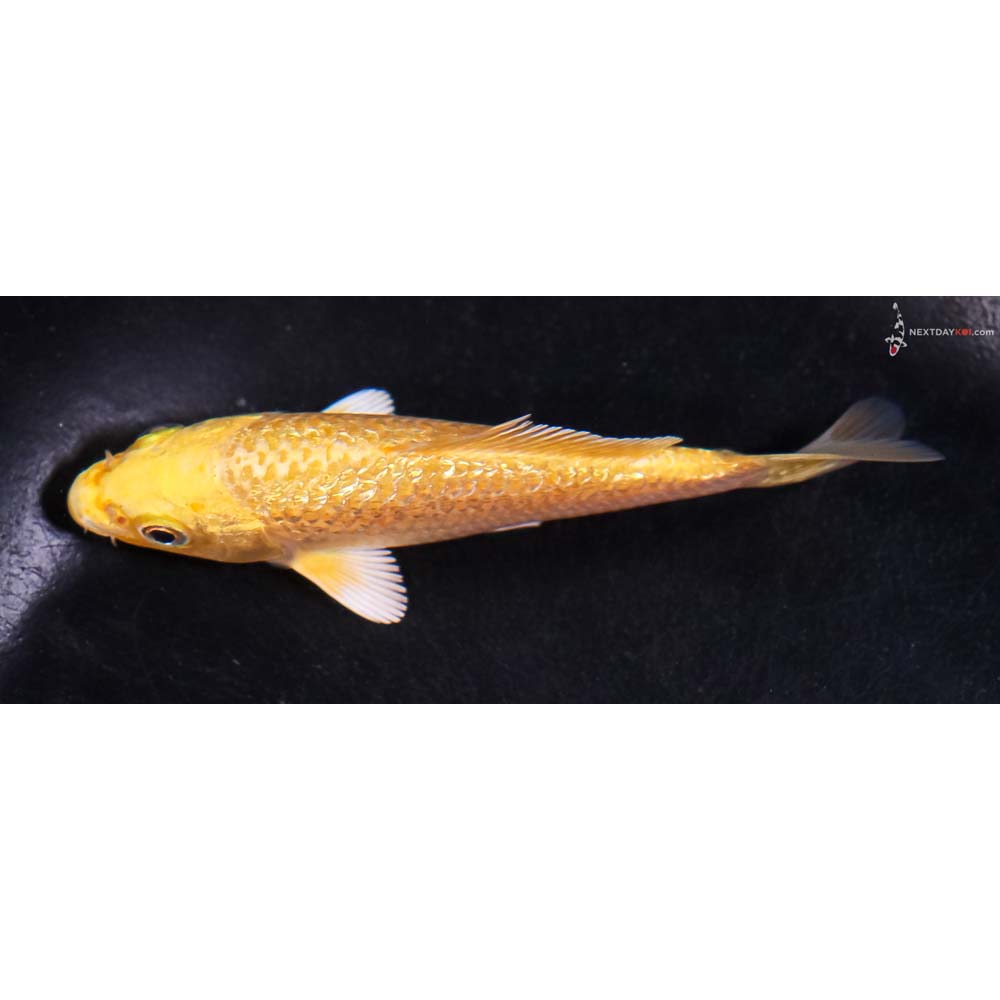 4” Imported Gin Rin Yamabuki Ogon