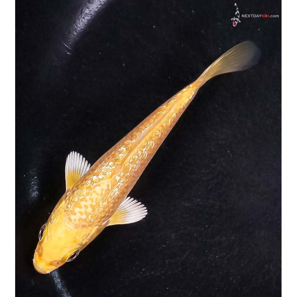 4” Imported Gin Rin Yamabuki Ogon
