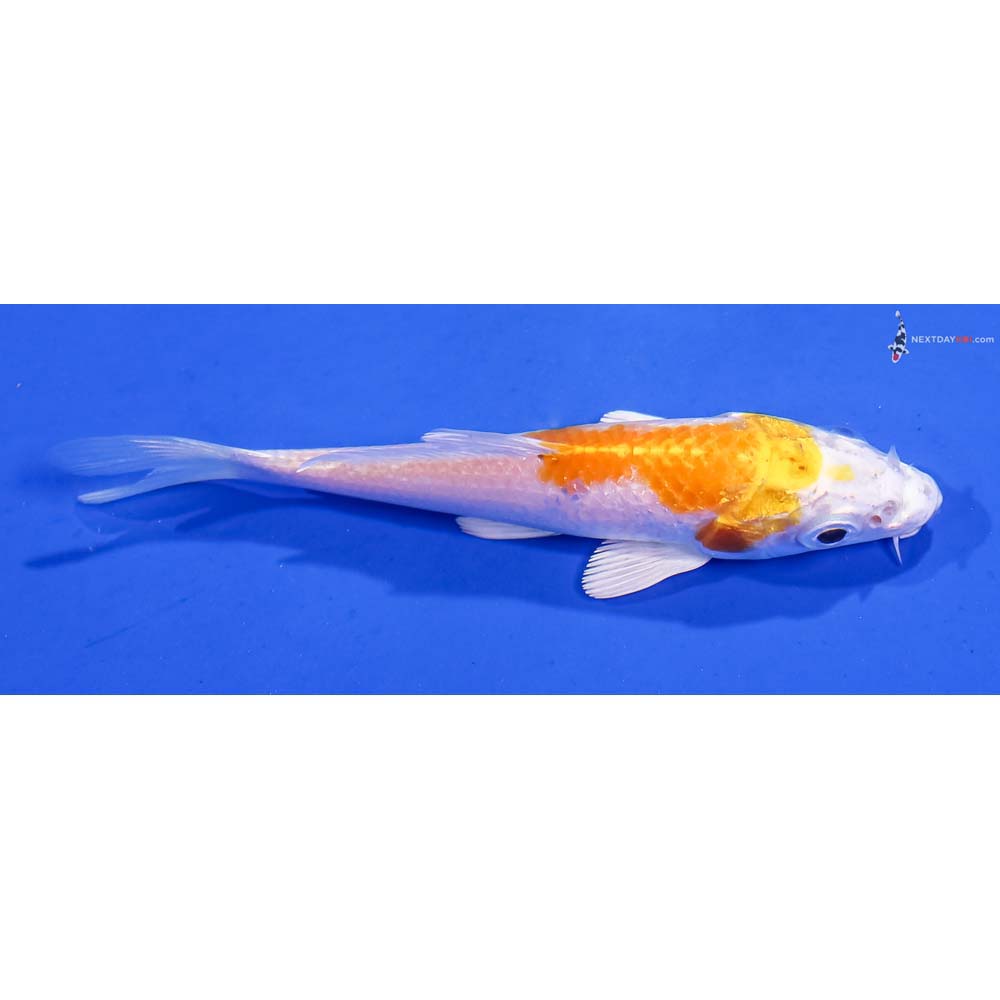 4” Imported Lemon Hariwake