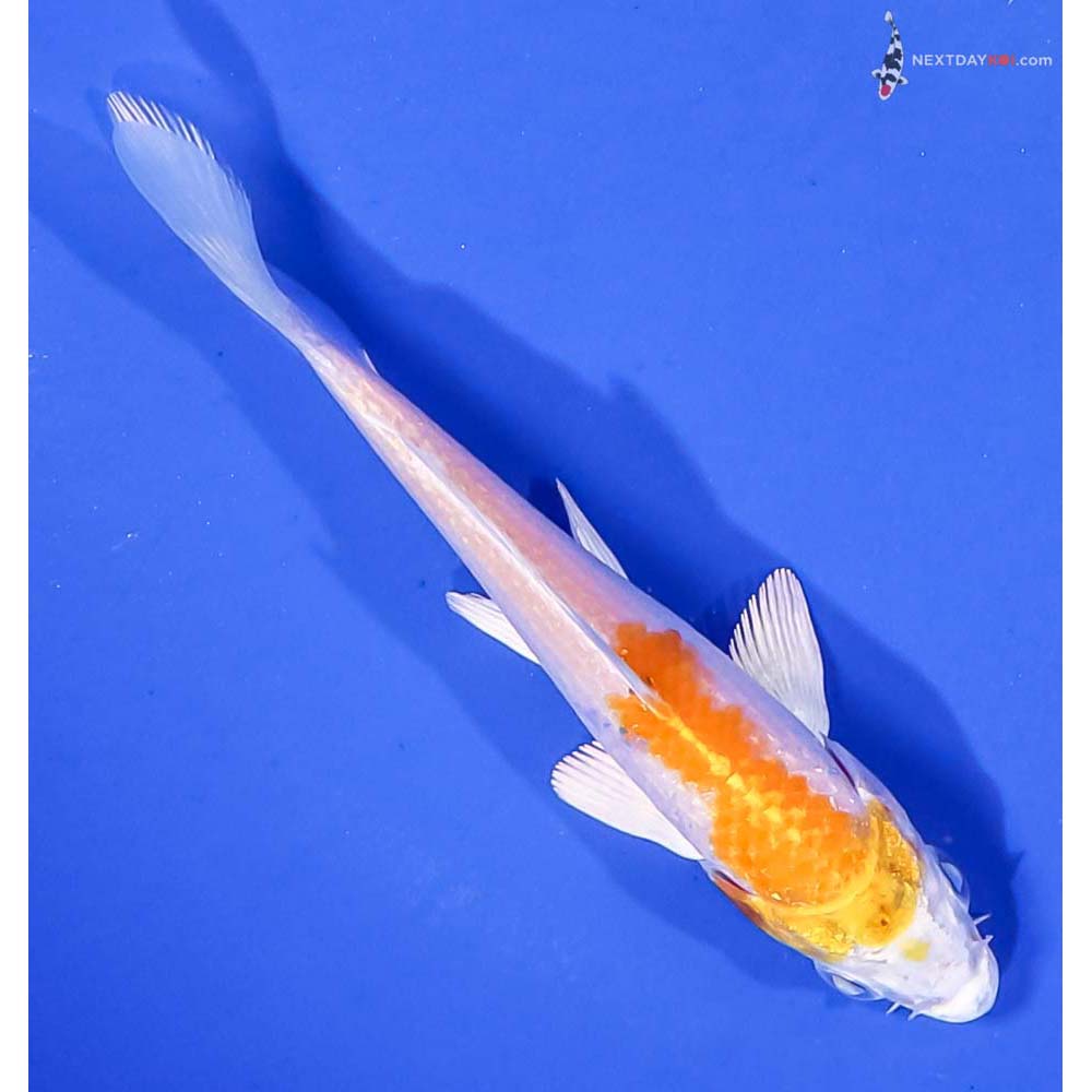 4” Imported Lemon Hariwake
