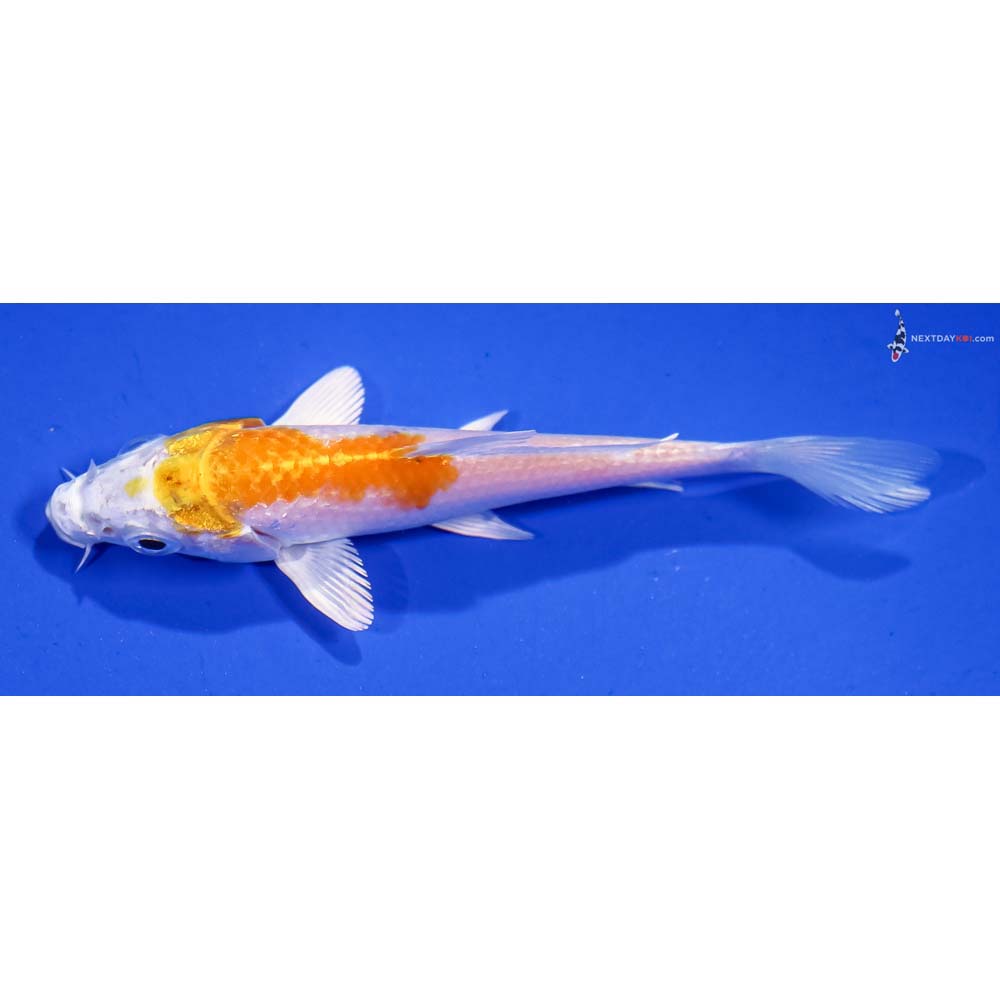 4” Imported Lemon Hariwake