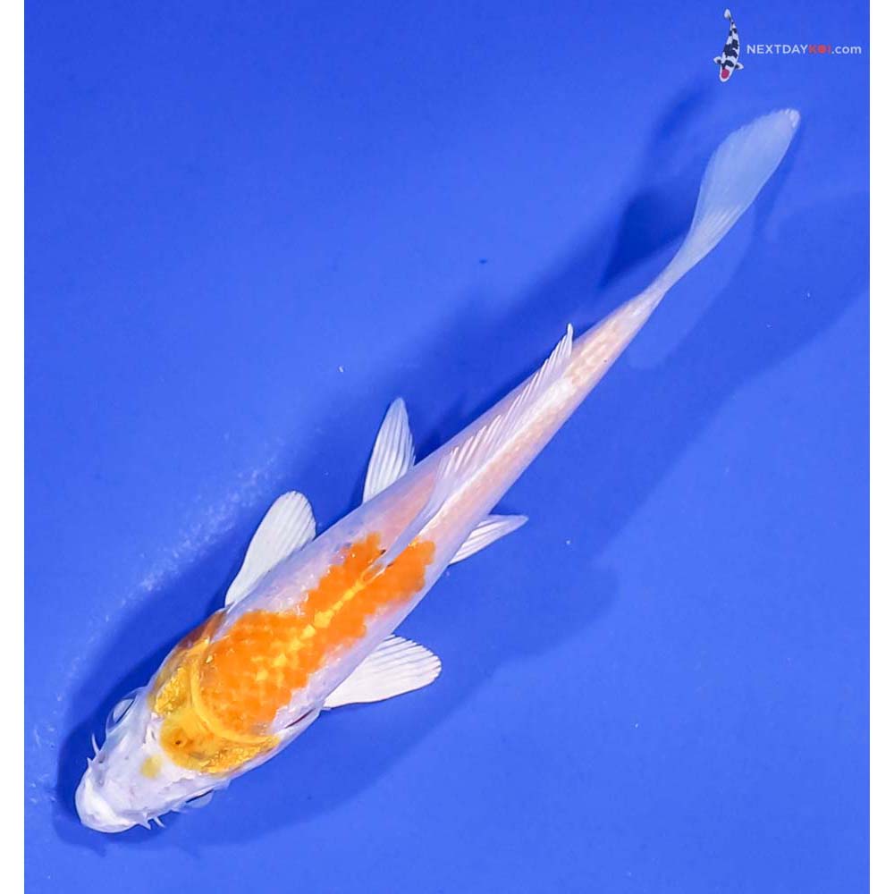 4” Imported Lemon Hariwake