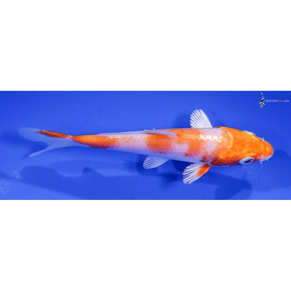 4.5” Imported Hariwake