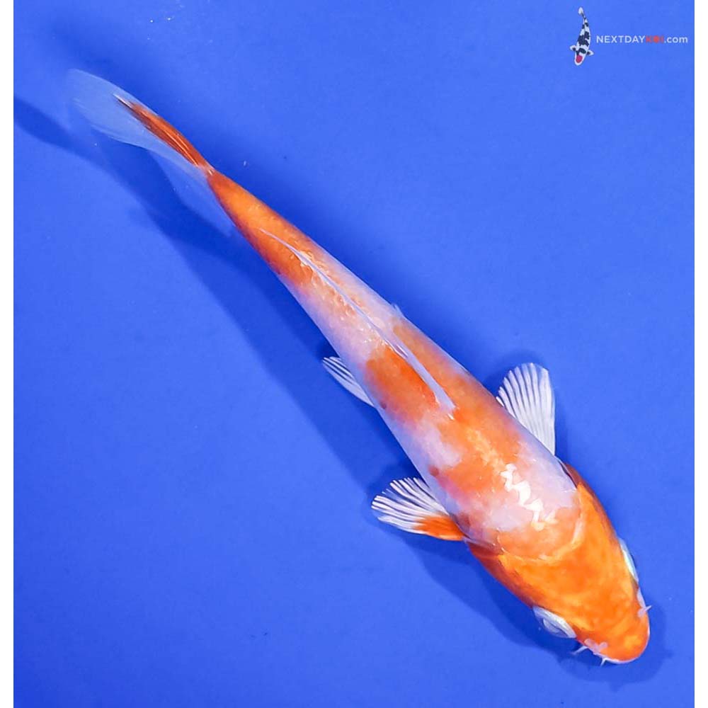 4.5” Imported Hariwake