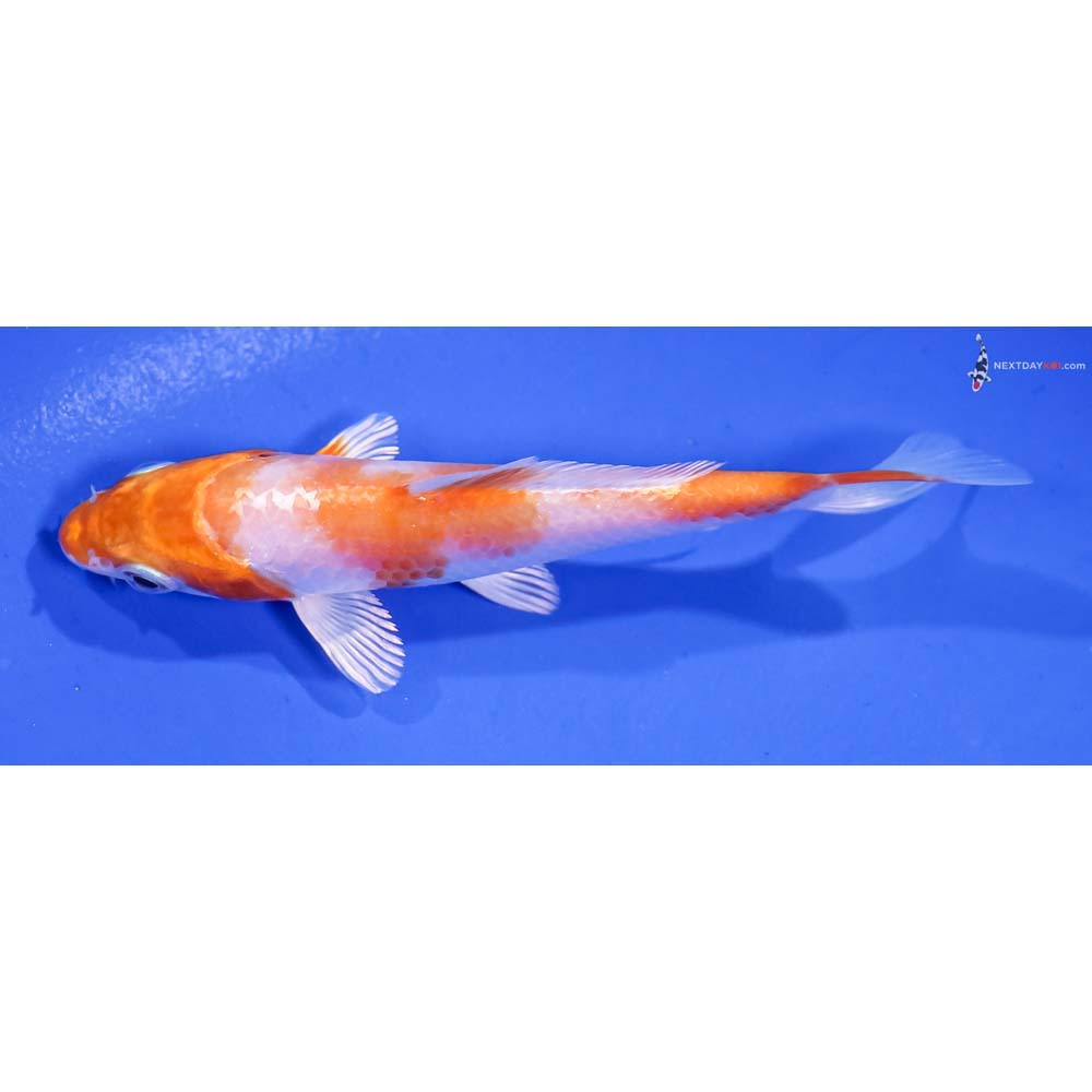 4.5” Imported Hariwake