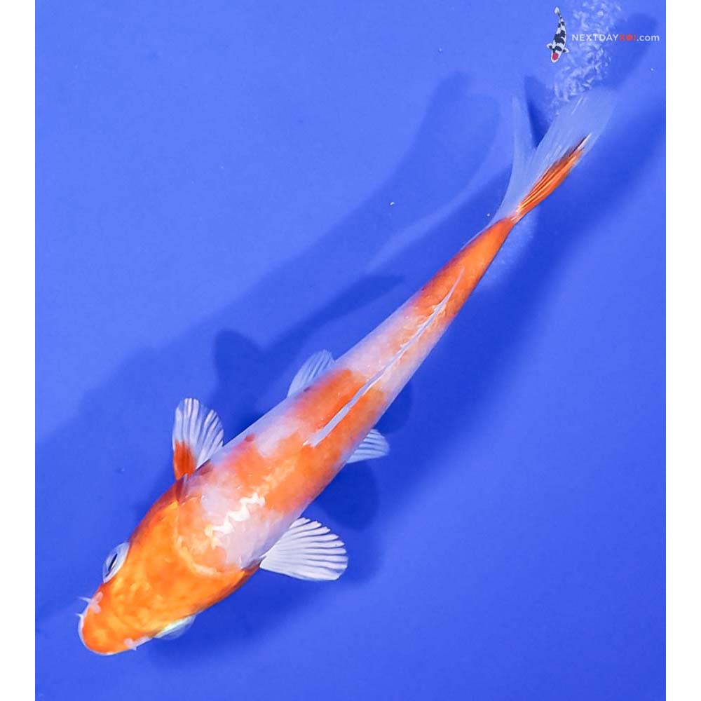 4.5” Imported Hariwake