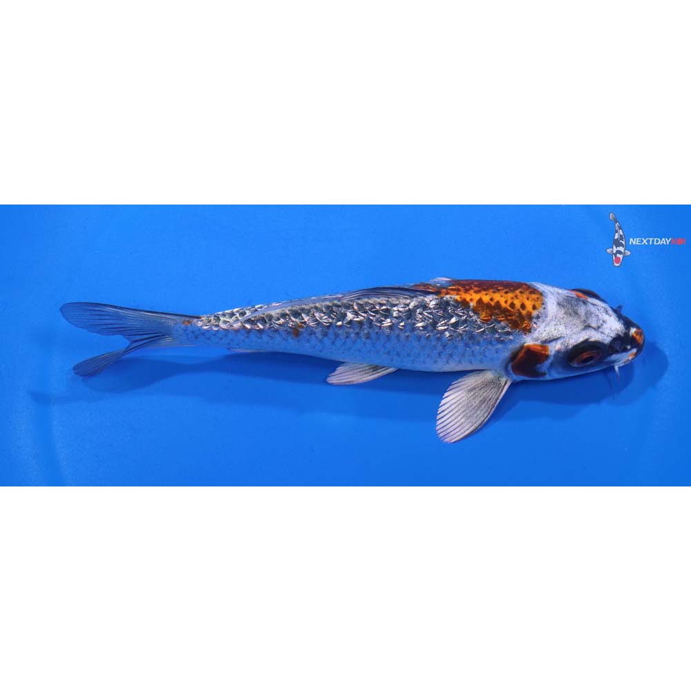 5.5” Imported Gin Rin Kujaku