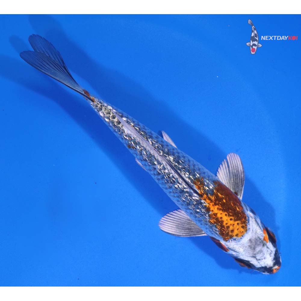 5.5” Imported Gin Rin Kujaku