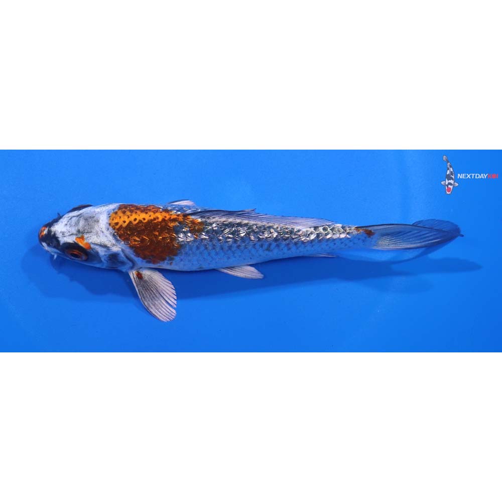 5.5” Imported Gin Rin Kujaku