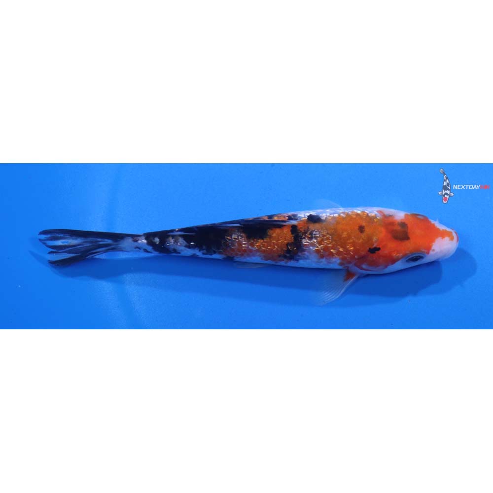 5” Imported Gin Rin Sanke