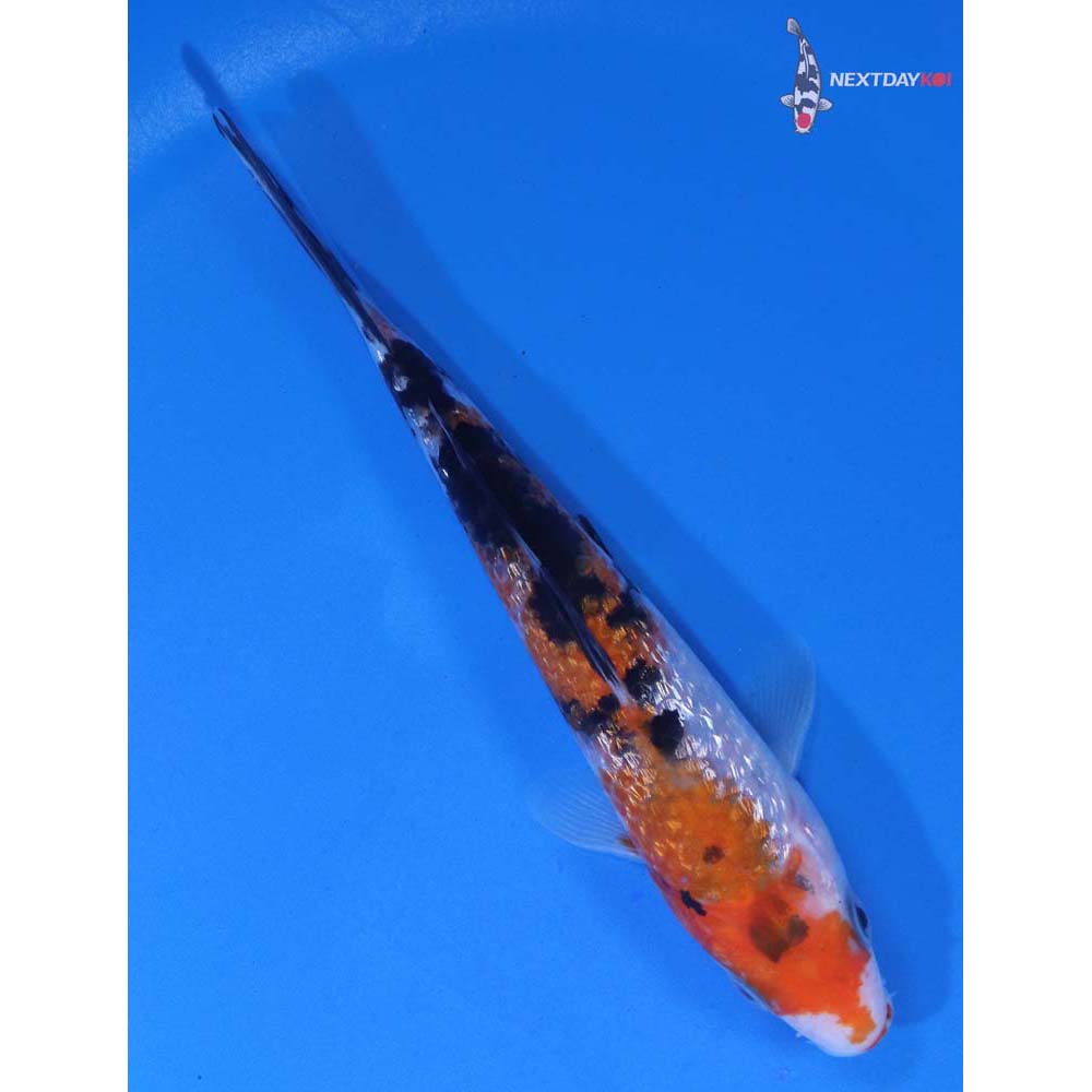 5” Imported Gin Rin Sanke