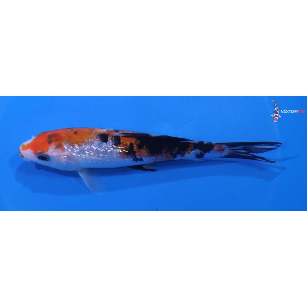 5” Imported Gin Rin Sanke