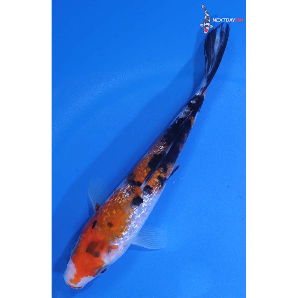 5” Imported Gin Rin Sanke