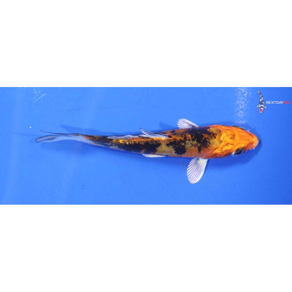 4” Imported Doitsu Kin Aka Bekko