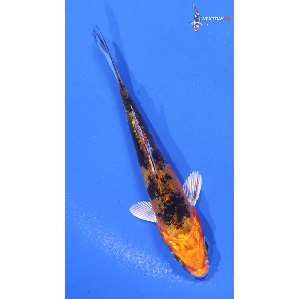 4” Imported Doitsu Kin Aka Bekko