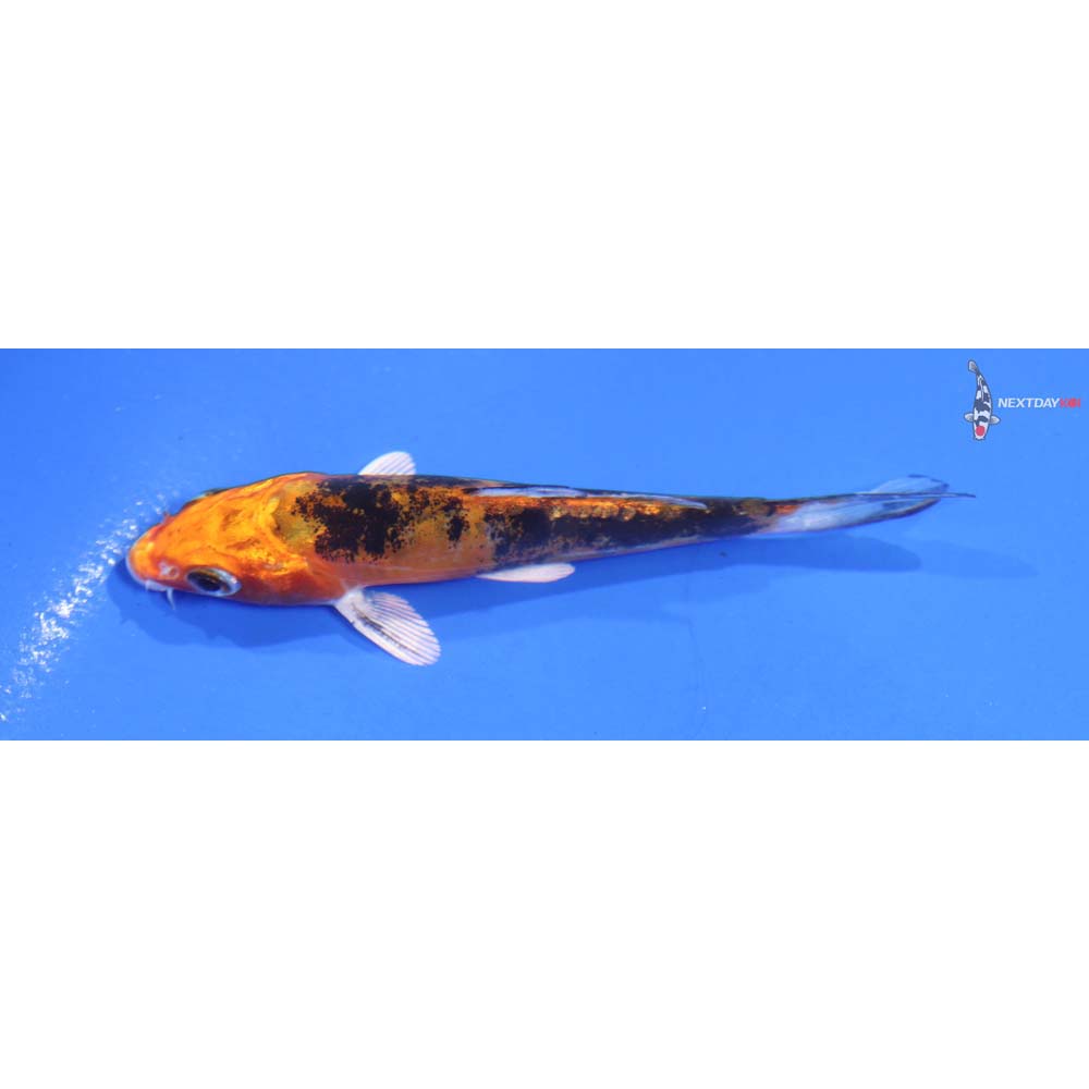 4” Imported Doitsu Kin Aka Bekko