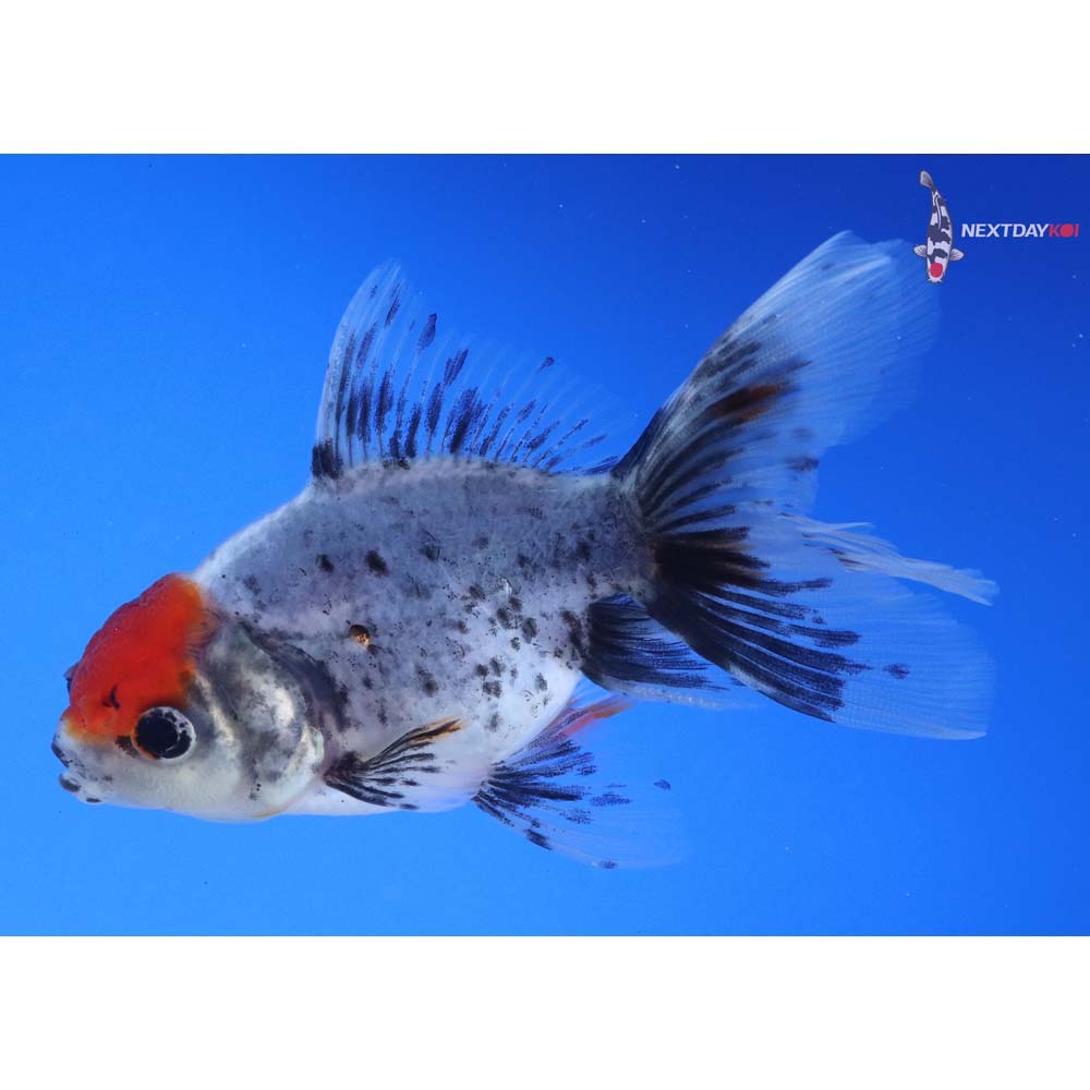 4” Imported Calico Oranda