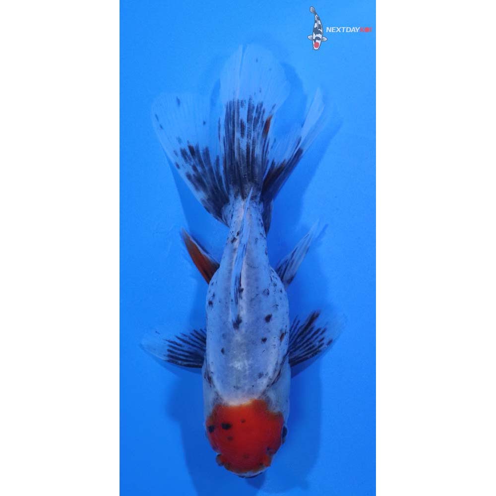 4” Imported Calico Oranda